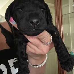Purple Collar Female - Blue female Poodle puppy in Savannah, Georgia from Coastal Poodles