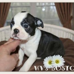 Fate - Black and white male Boston Terrier puppy in North Central, Vermont from Windy Valley’s Bostons