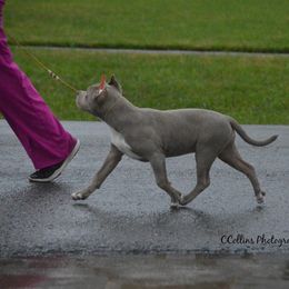 American Bully Puppies from SouthernCharm Kennel (SCP)