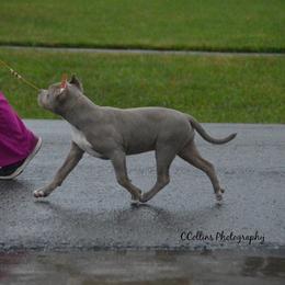 American Bully Puppies from SouthernCharm Kennel (SCP)