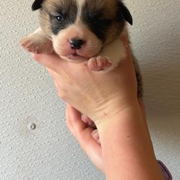 Sable male 3 - Sable male Pembroke Welsh Corgi puppy in Alpine, Texas from Storm Dogos & Country Corgis