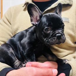 Sao Paulo - Black and tan male French Bulldog puppy in Olympia, Washington from Matra French Bulldogs