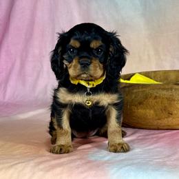 Clara - Black and tan female Cavalier King Charles Spaniel puppy in De Pere, Wisconsin from Rose Garden Kennels