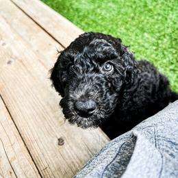 Goldendoodle Puppies from Lundee Doodles