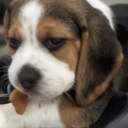 Beagle Puppies from Leslie Beagles of Leslie Farm