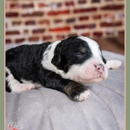 Frenchie - Black and white male Bernedoodle puppy in Connersville, Indiana from Deaz Doodle Ranch