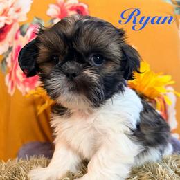 Ryan - Black gold and white male Shih Tzu puppy in Hemet, California from Aloha Shih Tzu