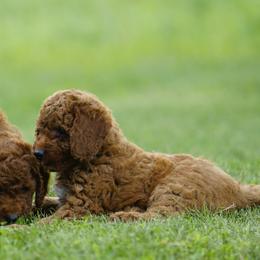 Axel - Red  male Goldendoodle puppy in Augusta, West Virginia from Creation Goldedoodles