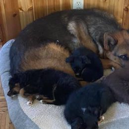 German Shepherds from Carrie Wittman's German Shepherds