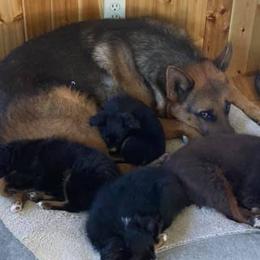 German Shepherds from Carrie Wittman's German Shepherds