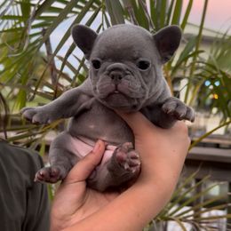 Lilac Girl - Brindle female French Bulldog puppy in Gulf Breeze, Florida from SW Frenchies