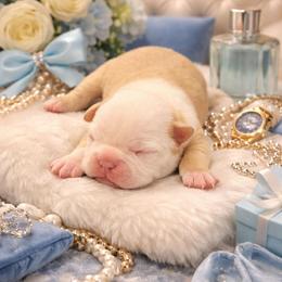 Lilac Boy - Lilac male Boston Terrier puppy in San Antonio, Texas from JT Bostons