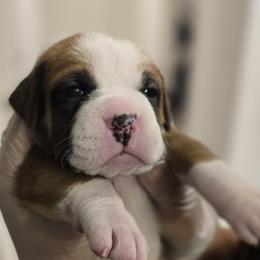Boxer Puppies from Bayla Belle & Blossom's Boxers
