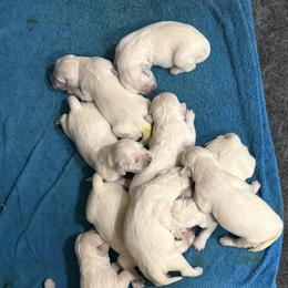 Male - Light golden male Golden Retriever puppy in Tacoma, Washington from Canyon Meadows Farm
