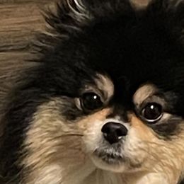 Cinder - Pomeranian