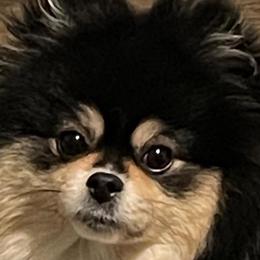 Cinder - Pomeranian
