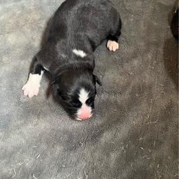 Dory - Black & white female Australian Shepherd puppy in Cleveland, Tennessee from C&S Kennels