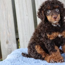 Poodles from Curly Country Poodles
