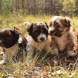 Havanese Puppies from ForestHillsHavanese