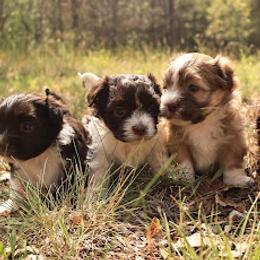 Havanese Puppies from ForestHillsHavanese