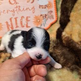 TINY MAN 4 - Black parti male Pomeranian puppy in Lore City, Ohio from Tonia's Pomeranians