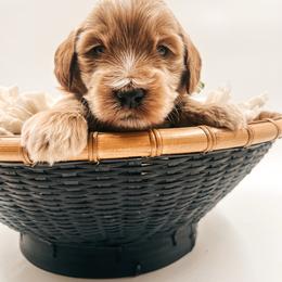 Oreo - Apricot male Goldendoodle puppy in Hollister, Missouri from Wild Acres Goldendoodles