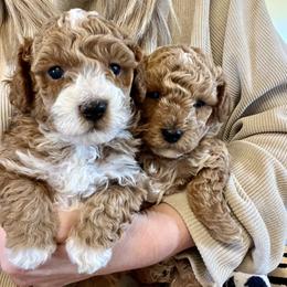 Cavapoo, Cockapoo, Goldendoodle, and Maltipoo Puppies from Perdue Puppies