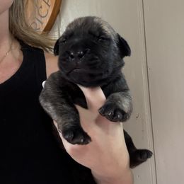 Gray Collar - Brindle male Boerboel puppy in Manitowoc, Wisconsin from Mae Boerboel