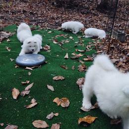 Borzoi and Samoyed Puppies from Kalabria