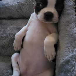 Boston Terriers from D&B Bostons