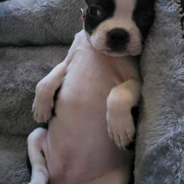 Boston Terriers from D&B Bostons