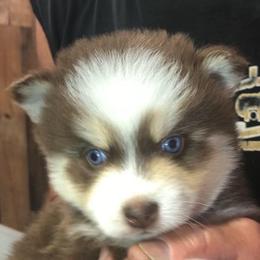Buster - Chocolate male Pomsky puppy in Spring Hill, Florida from PDQ Pomskies