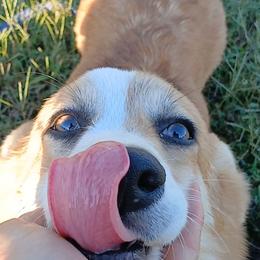 Everest - Sable female Pembroke Welsh Corgi puppy in Redfield, Kansas from Owenby's Corgi's