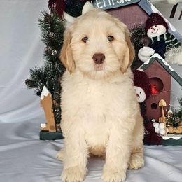 Denver - Caramel red male Australian Labradoodle puppy in Glenford, Ohio from Mi-De Doodles