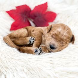 Nani - Red  female Goldendoodle puppy in Davison, Michigan from Dreaming Doodles