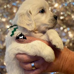 Dachshund and Golden Retriever Puppies from Charmm Dachshunds & English Cream Golden Retrievers