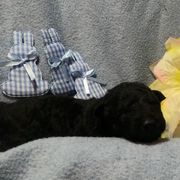 Mudi Puppies from Magik Mudi Kennel