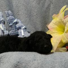 Mudi Puppies from Magik Mudi Kennel