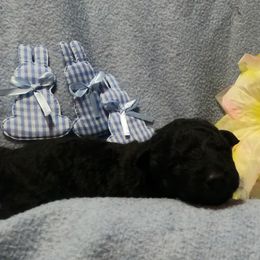Mudi Puppies from Magik Mudi Kennel