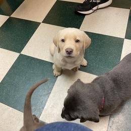 Dilute Retriever Puppies from Virdin’s Silver Labs