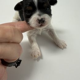 Millie Kate (tiny toy) - Parti female Yorkipoo puppy in Fredericktown, Missouri from Doodle Pups Fur-Ever