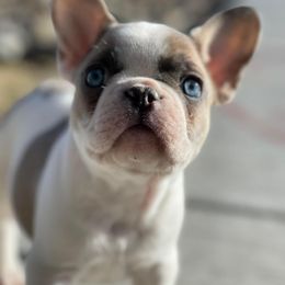 French Bulldog Puppies from Battle Born French Bulldogs