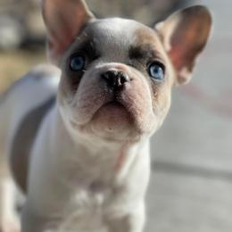 French Bulldog Puppies from Battle Born French Bulldogs