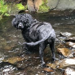 Portuguese Water Dog All Grown Up from Rustyco/Cayenne