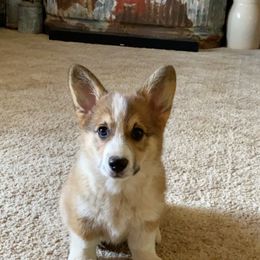 Pembroke Welsh Corgi Puppies from Twisted Little Corgis