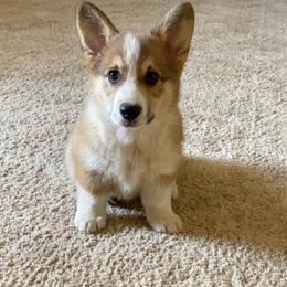Pembroke Welsh Corgi Puppies from Twisted Little Corgis