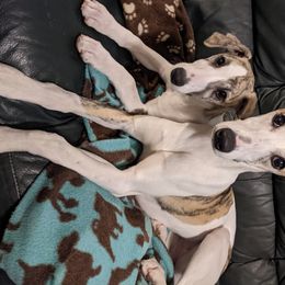 Whippet Puppies from Solidago