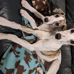 Whippet Puppies from Solidago