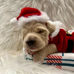 Donner - Cream male Goldendoodle puppy in The Woodlands, Texas from Gracie's Goldendoodles and Bernedoodles