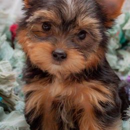 Poodles, Yorkipoos, and Yorkshire Terriers from Effervescent-Pooches